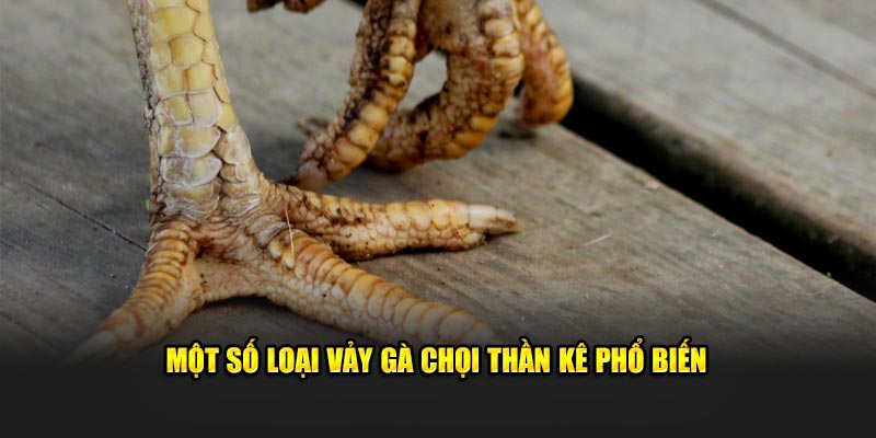 Các loại vảy gà chọi thần kê phổ biến
